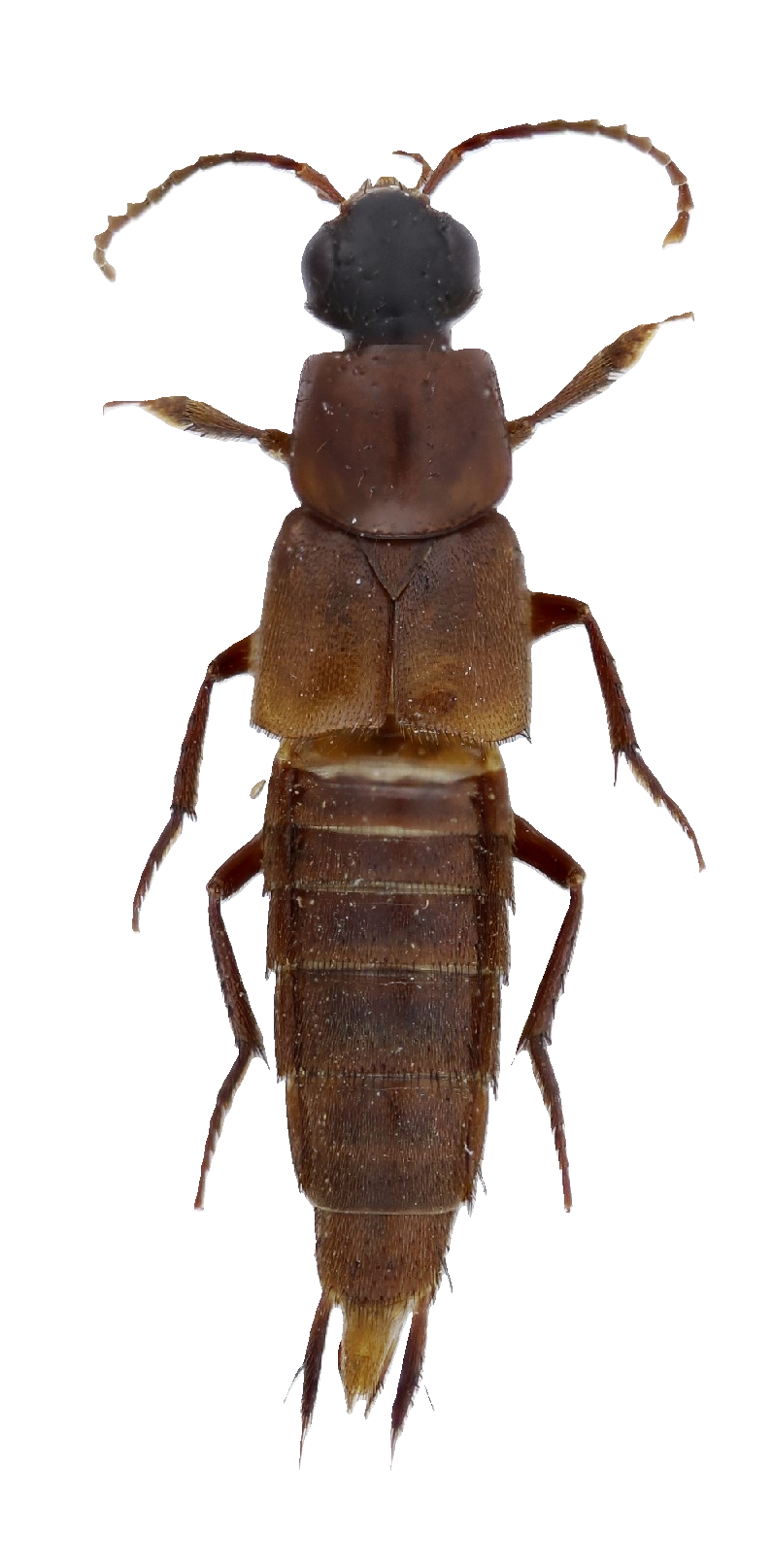 Philonthina rove-beetle