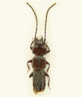 Publication image for A new Peruvian species and new records of the genus Piestus Gravenhorst (Coleoptera: Staphylinidae)