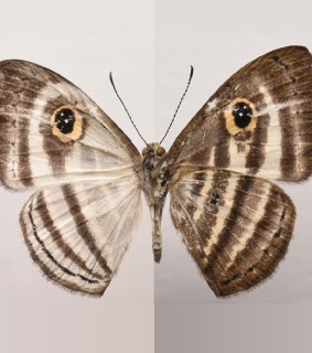 Publication image for Immature stages and new host plant record for Leucochimona hyphea (Cramer, 1776) (Lepidoptera: Riodinidae: Riodininae) in the Peruvian Amazon