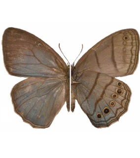 Publication image for Systematic revision of a new butterfly genus, Cisandina Nakahara & Espeland, n. gen., with descriptions of three new taxa (Lepidoptera: Nymphalidae: Satyrinae)