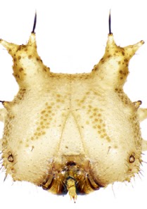 Publication image for Immature stages and new host plant records for three species in the “Taygetis clade” of Euptychiina in southeastern Peru (Lepidoptera: Nymphalidae: Satyrinae)