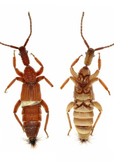 Publication image for A new species of Ecitonides Wasmann, 1894 (Coleoptera: Staphylinidae: Paederinae) from Peru and phylogenetic placement of the genus based on molecular data