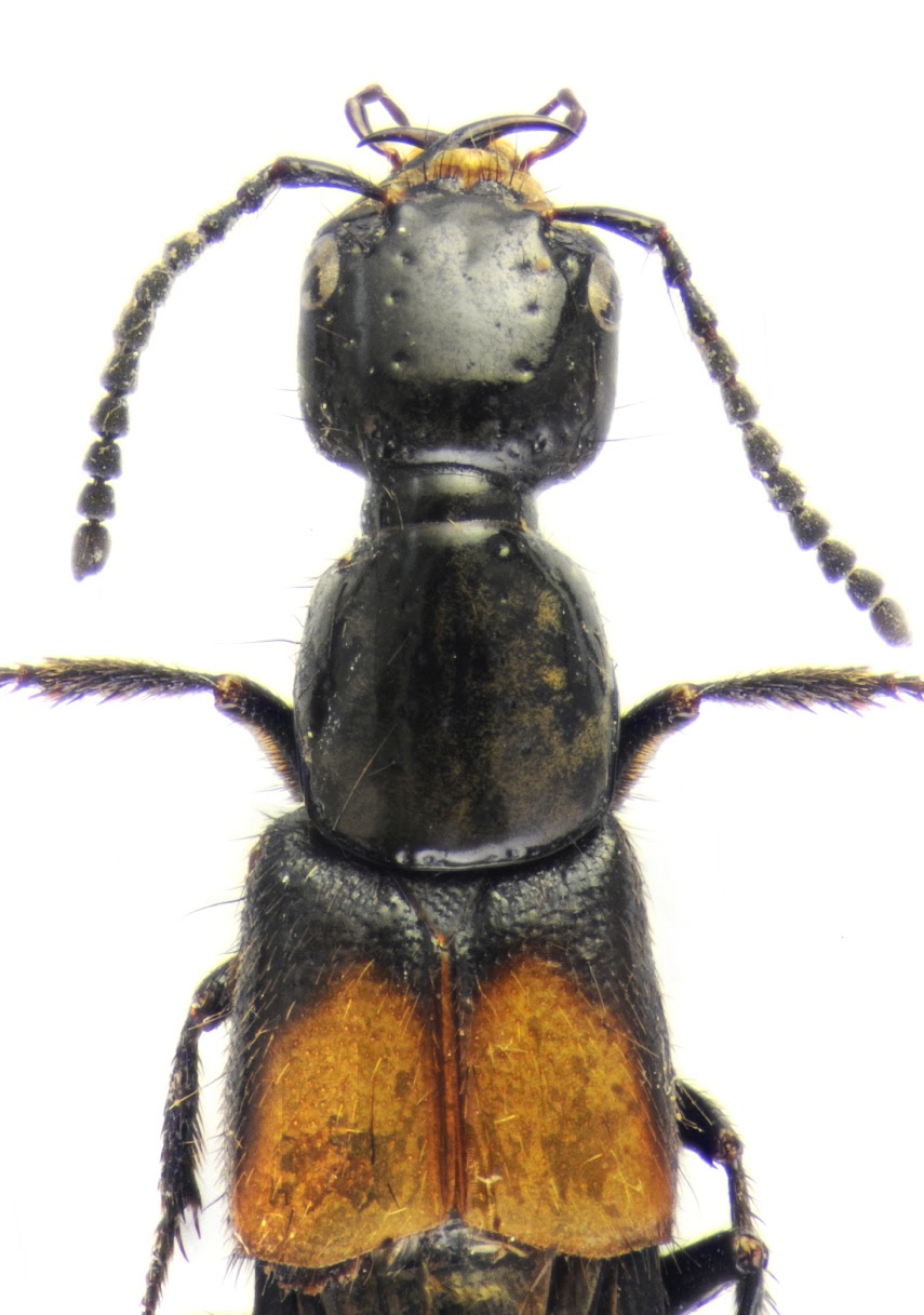 Publication image for Two new species of the Andean genera Leptopeltus Bernhauer and Leptopeltoides Chani-Posse & Asenjo (Coleoptera: Staphylinidae: Staphylininae) from the tropical Andes, with a new country record and an updated phylogeny