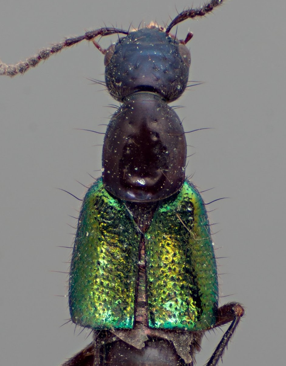 Publication image for Origin and early diversification of a high Andean rove-beetle clade: Corisantis gen. nov., phylogeny, and historical biogeography