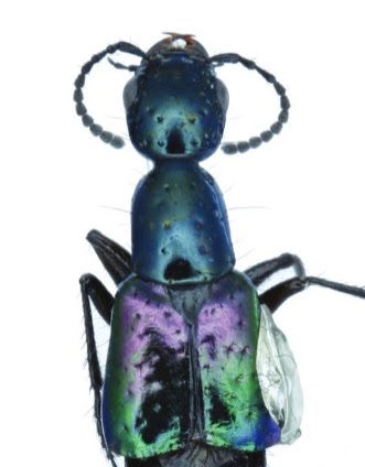 Publication image for Systematics and phylogeny of the Andean genera Konradus Chani-Posse & Ramírez-Salamanca and Yuracarus gen. nov. (Coleoptera: Staphylinidae)