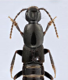 Publication image for Integrative systematics reveals new brachypterous genera and sheds light on hind wing evolution in the neotropical lineage of Philonthina (Coleoptera: Staphylinidae)