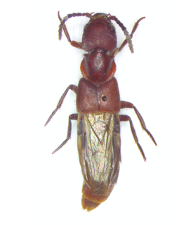 Publication image for Myrmecophily in focus: taxonomy and systematics of Termitoquedius Bernhauer (Coleoptera: Staphylinidae: Staphylininae: Staphylinini) with descriptions of two new species