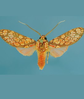 Publication image for El género Cresera Schaus, 1894 (Lepidoptera: Arctiinae) en el Perú: diversidad y patrones de distribución geográfica