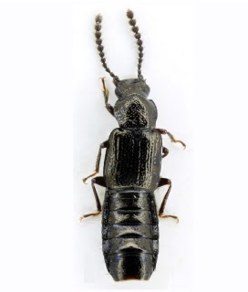 Publication image for Two new species of Homalotrichus Solier, 1849 (Coleoptera: Staphylinidae) from Peru