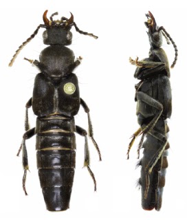 Publication image for A new Peruvian species and new records of the genus Elmas Blackwelder (Coleoptera: Staphylinidae)