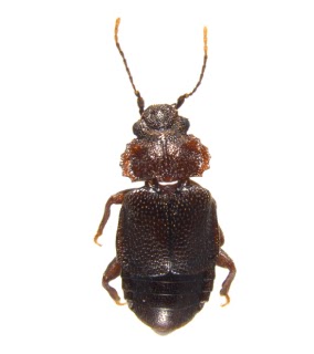 Publication image for A new Peruvian species of Megarthrus Curtis (Coleoptera: Staphylinidae: Proteininae)
