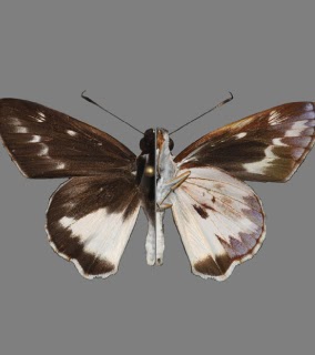 Publication image for Immature stages of Ebusus ebusus ebusus (Cramer, 1780) in the Peruvian Amazon (Lepidoptera: Hesperiidae: Hesperiinae)