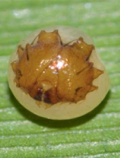 Publication image for Complete immature stages of the euptychiine butterfly Taygetis cleopatra (C. Felder & R. Felder, 1862) (Lepidoptera: Nymphalidae: Satyrinae) in southeastern Peru